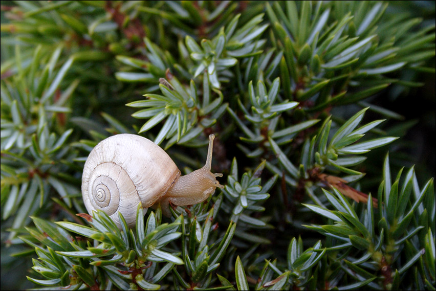 Chiocciolina da identificare